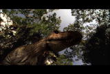 play video on Discovery Channel