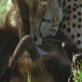 Killer Clips: Cheetah Takes Down Wildebeest