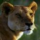 Jaws and Claws: Lion Hunting