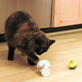 Petfinder: Fun Ways To Feed Your Cat
