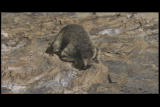 Mammals Vs. Dinos Shorts: Oldest Mammal Fossil