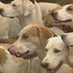 Breed All About It: Hound Group