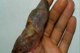 I Was Bitten: Stiletto Snakebite Symptoms
