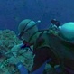 Paradise for Predators: Baited Frenzy