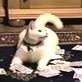 Planet's Funniest Animals: Search for the Funniest Cat: ...