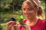 Ms. Adventure: Red-legged Honeycreeper