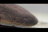 play video on Animal Planet