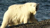 Wild Russia: Polar Bear Feeds on Walrus