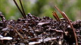 Wild Russia: Red Ants Rip Beetle Apart