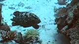 Short Attention Span Science: Grouper Sex