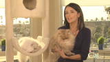 Housecat Housecall: Multicat