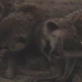 play video on Animal Planet
