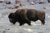 Planet's Best: Yellowstone Wildlife