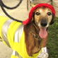 Petfinder: Halloween Safety