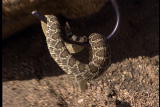 Jeff Corwin Experience: Jeff Corwin Moja...