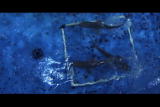 Perfect Predators Shorts: Migration Test