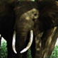 Animal Face-Off: Rhino vs. Elephant