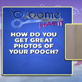 Groomer Has It: Pet Pointers: Pet Photos
