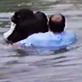 Untamed and Uncut: Incredible Chimp Rescue