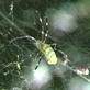 Killer Clips: Colorful Spider Kills