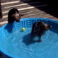 Bissell Pet Games Week 4: Summer Fun With Yorkies