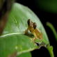 The Vanishing Frog: With Jeff Corwin