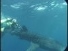 Ultimate Guide to Sharks: The World's Largest Fish