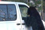 Bear Feeding Frenzy: Bear Bait