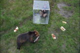Bear Feeding Frenzy: Bear Buffet