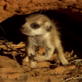 Meerkat Music Videos: Save the Pups