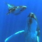 Planet Earth: Shallow Seas: Humpbacks