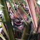 Untamed and Uncut: Tiger Attacks Indian Village