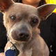 World's Ugliest Dog: Meet Xino