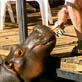 Jessica the Hippo: Caffeine Addict