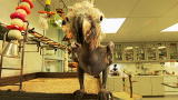 Most Outrageous: Naked Cockatoo