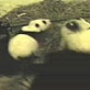 Panda Behavior: Mothering
