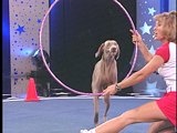 Pet Star: Chalcy Jumps