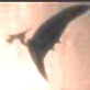 The Real Lost World: The Lost World: Pterodactyls