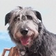 Breed All About It: Irish Wolf Hound