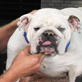 Petfinder: Cooking For Sophie - Doggie Omelet