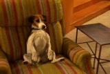 Planet's Best: Enzo Famous Dog