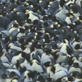 Planet Earth: Ice Worlds: Antarctic Penguin Fathers