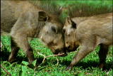 Fooled by Nature: Wart Hog Warriors