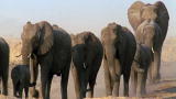 Nature's Most Amazing Events: Kalahari Survivors