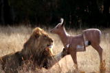 Lion Feeding Frenzy: Humans on the Menu?