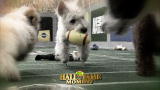 Puppy Bowl V: Hall of Fame Moment