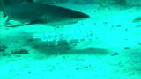 Shark Week: Shark Week Aquarium 5