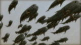 Animal Armageddon: Acanthodian