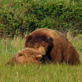 The Grizzly Man Diaries: Awfully Close
