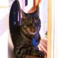 Cats 101: Cats Gone Wild